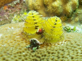 Christmas Tree Worm IMG 5012